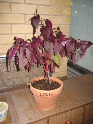 Louis Louis