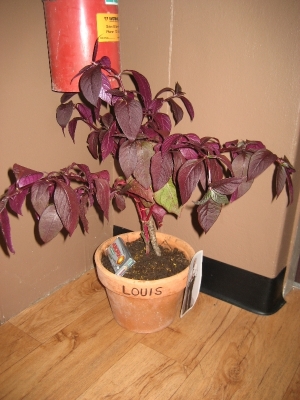 Louis installed. Grabbing pills