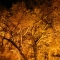 the skeleton tree, lit up eerily