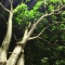under the trees