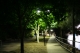trees trees