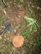 digging up Bill