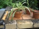 Bill potted