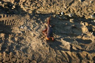 salamander
