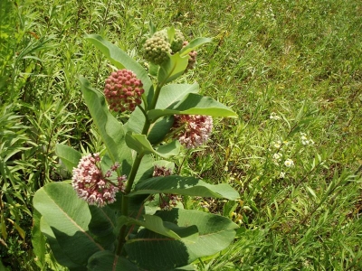 Stop & smell the roses.