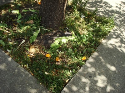 But this isnt an orange tree...