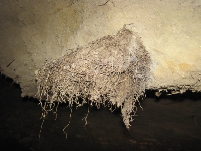 An ancient vermin nest.