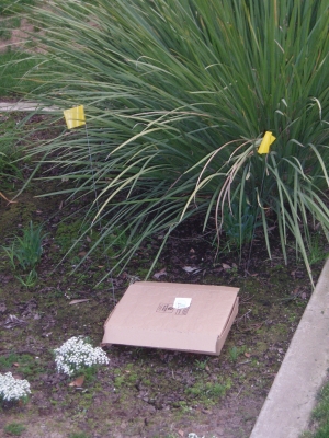 The box, flag and ready