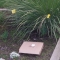 The box, flag and ready
