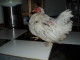 Once at The Vixens house we let Lola run free for a bit