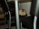 Lola naps on a human chair