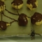 buckeye-choc.JPG