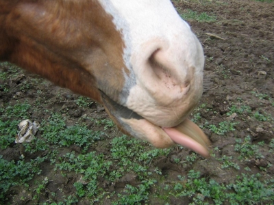horsetounge4yf.jpg
