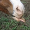 horsetounge4yf.jpg