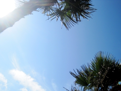 rustle in the wind