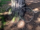 base of the tree