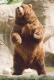 Brown Bear