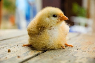Baby Chick (Greg)