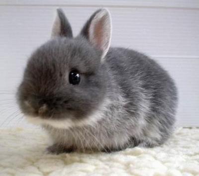 Baby Bunny (Susan)