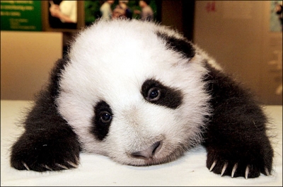 Baby Panda (Carol)