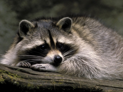 Maybe a baby raccoon (Rich)