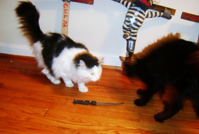 Watch out, kitty!
