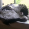 cats 007.JPG
