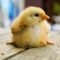 Baby Chick (Greg)