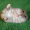 Not a baby hamster but still cute (Todd)