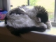 cats 007.JPG