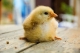 Baby Chick (Greg)