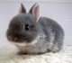 Baby Bunny (Susan)