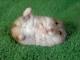 Not a baby hamster but still cute (Todd)