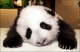 Baby Panda (Carol)