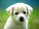 Baby Dog (Brenda)