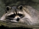 Maybe a baby raccoon (Rich)