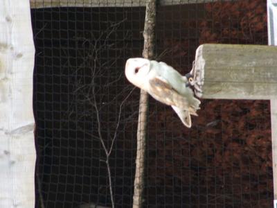 owl