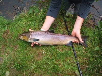 salmon