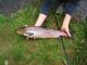 salmon salmon