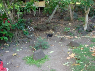 Guardians of the Mountain