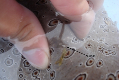 Melanella burrowed in