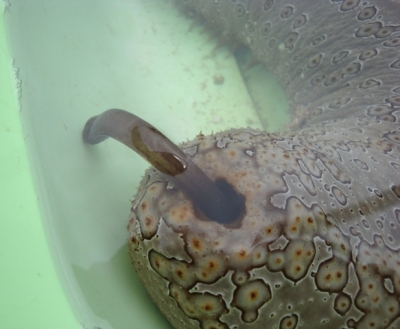 Bailing on home and host