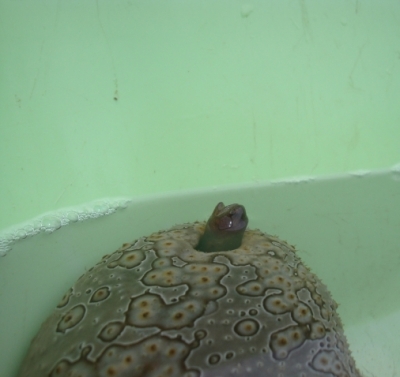 Pearlfish scoping the scene outside