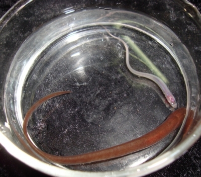 An adult and a juvenile