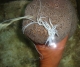 Cuvierian Tubules