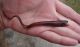 Pearlfish