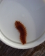Scale worm