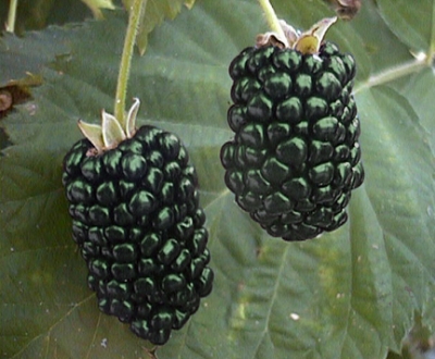 blackberrygonegreen.jpg