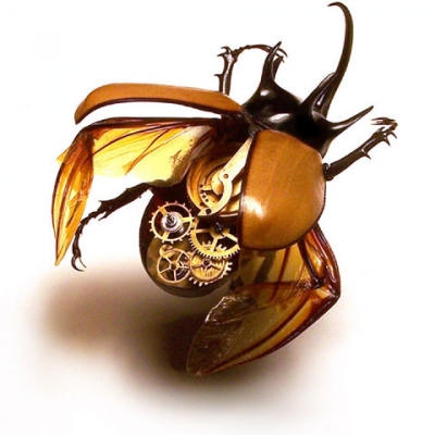 Dynastidae2.jpg