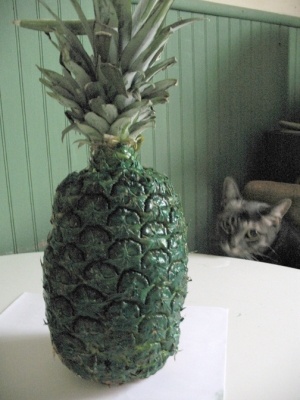 pineapplecat.jpg pineapplecat.jpg